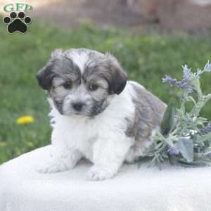 Sonny, Havachon Puppy